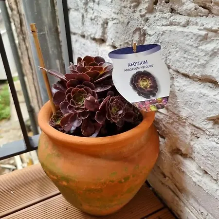 Apartment Unique And Luxury With Balcony Sarajevo